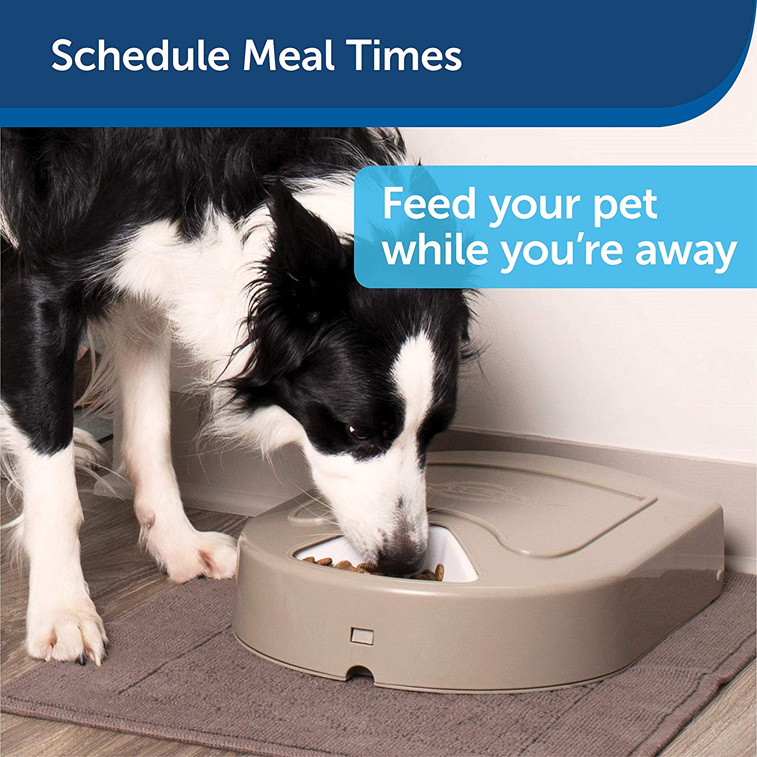 Best Automatic Dog Feeders 2020 Timed Dog Food Dispenser Review