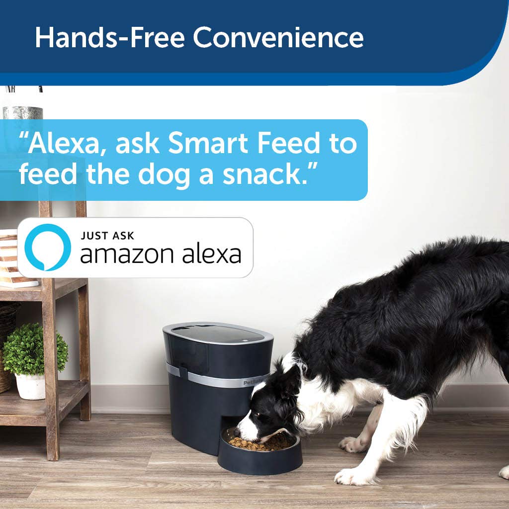 Best Automatic Dog Feeders 2020 Timed Dog Food Dispenser Review