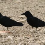 Best Crow Decoys