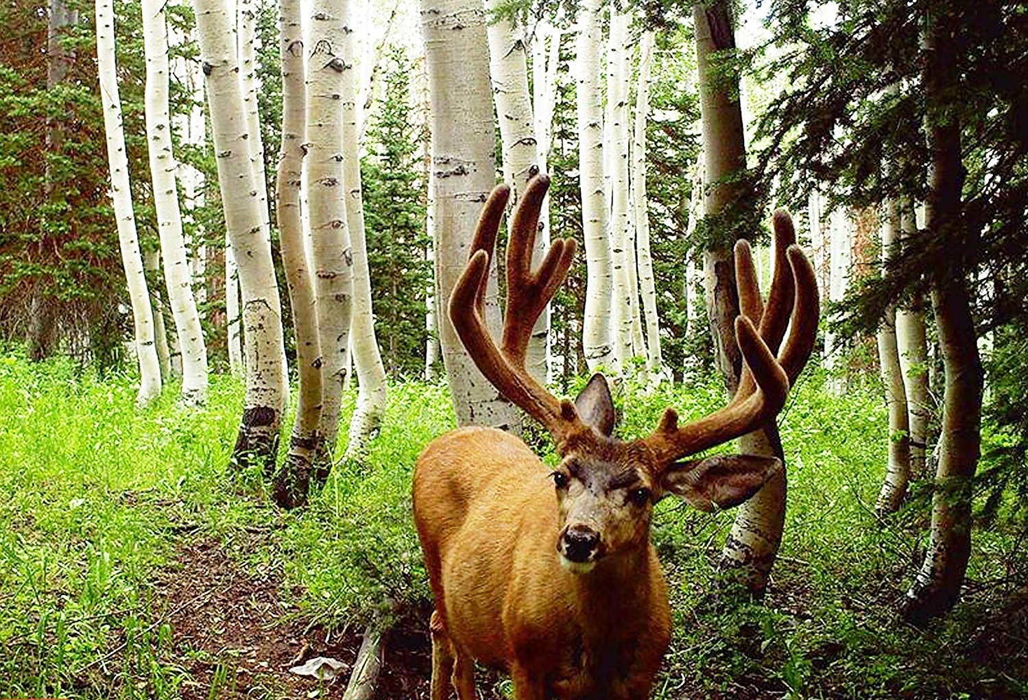 Best No Glow Infrared Trail Camera2 Best No Glow Infrared Trail Camera