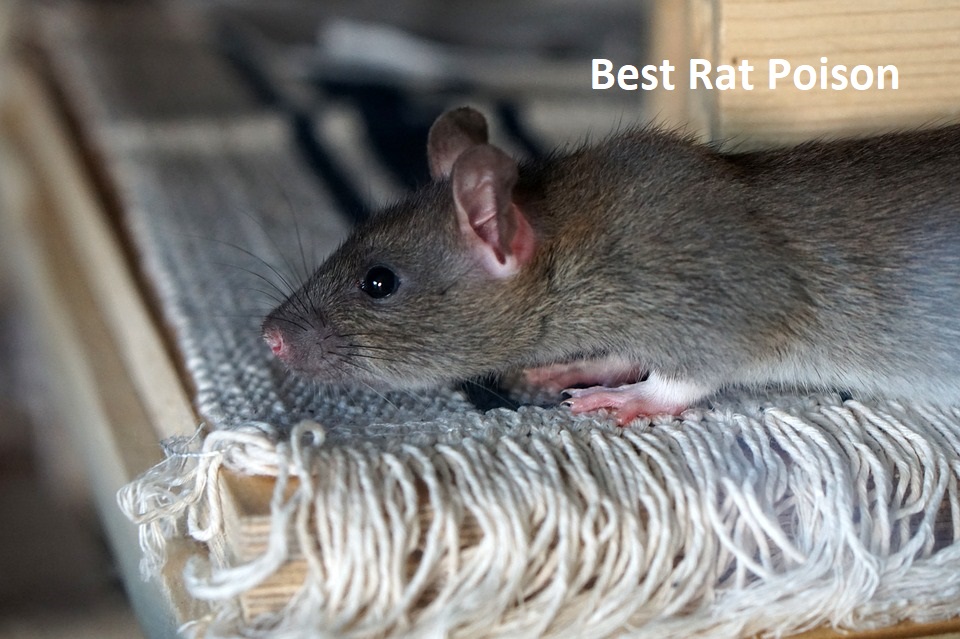 Best Rat Poison 2022 Top Most Effective Rat Poison