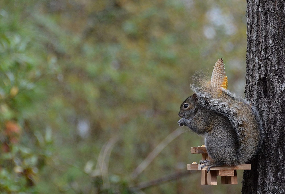 Best Squirrel Feeder 2020 Top Diy Squirrel Feeders
