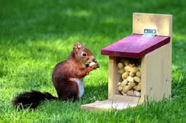 Best Squirrel Feeder 2020 Top Diy Squirrel Feeders