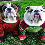 Best Ugly Christmas Sweater for Dogs