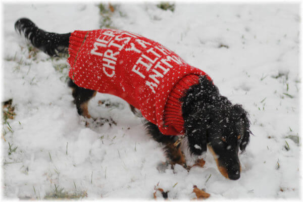 Best Ugly Christmas Sweater for Dogs