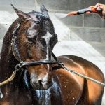 Best Horse Shampoo