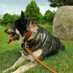 Best Leather Dog Collar