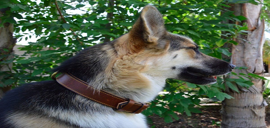 Best Leather Dog Collar