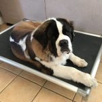 Best Outdoor Dog Bed