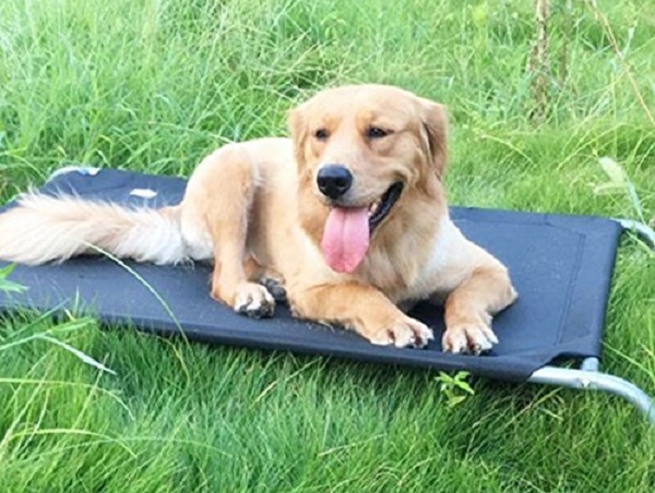 Best Outdoor Dog Bed