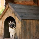 Best Outdoor Dog House