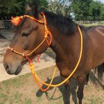 Best Rope Halter