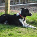 Best Waterproof Dog Collars