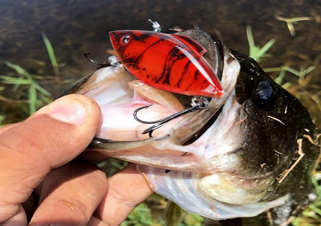 Best Saltwater Lures [2022] Top Saltwater Fishing Lure [Reviews]