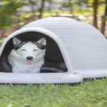 Best Heated Dog House