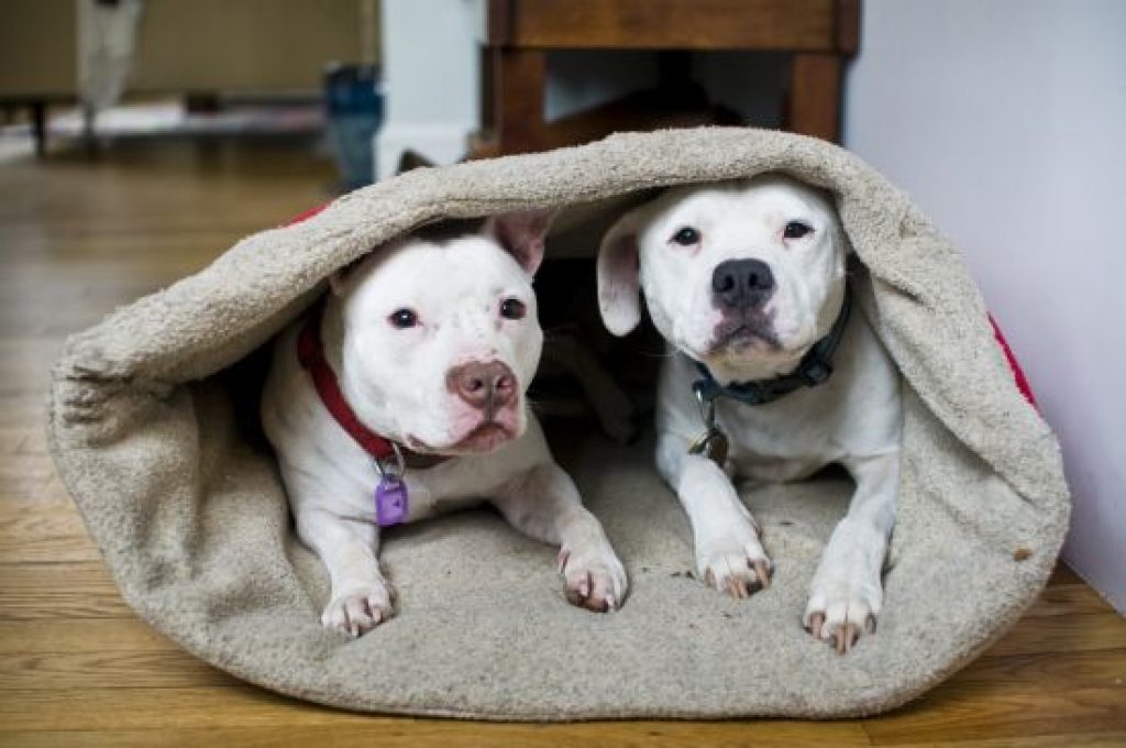 Best Dog Sleeping Bag [2020] Top Sleeping Bags for Dogs [Reviews]