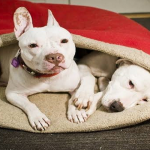 Best Dog Sleeping Bag