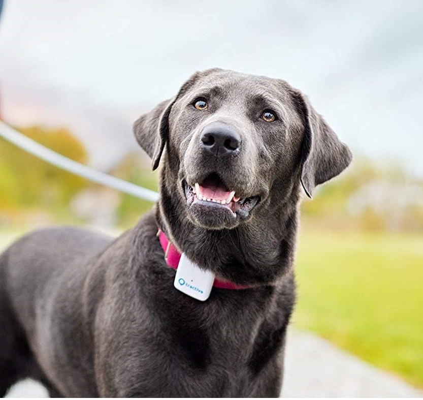 Tractive Gps Pet Tracker Review