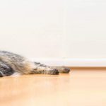 Best Non Tracking Cat Litter
