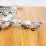 Best High Fiber Cat Food