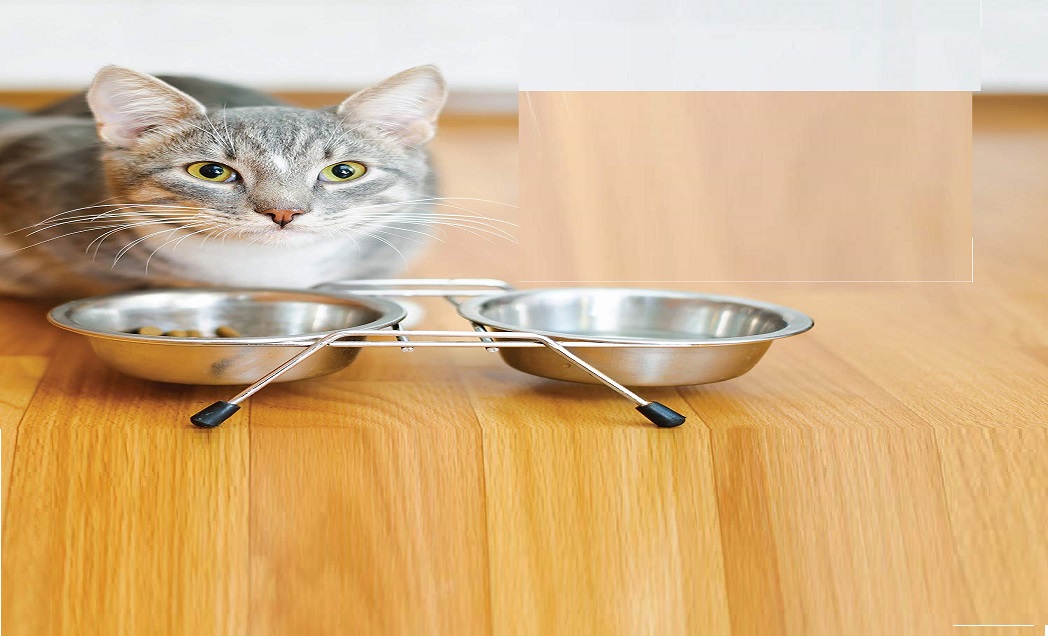 Best High Fiber Cat Food 2020 Top Good High Fiber Foods ...