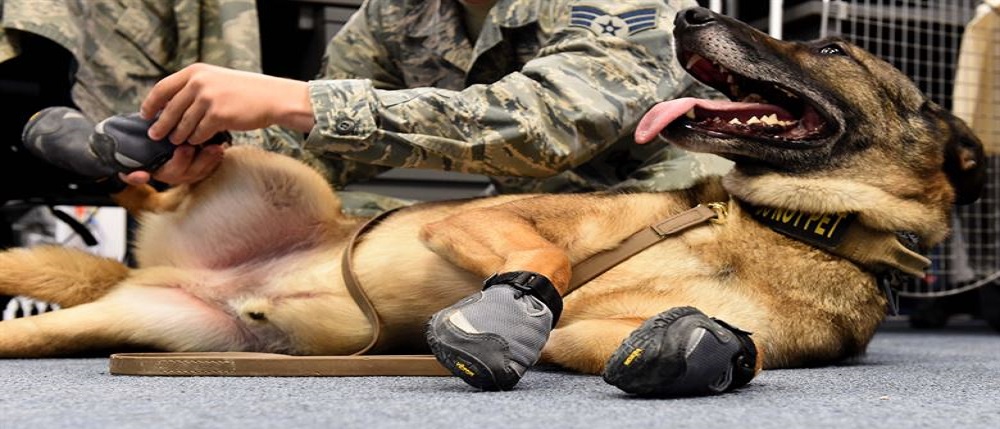 Best Dog Hiking Boots