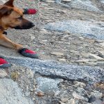 Best Dog Hiking Boots