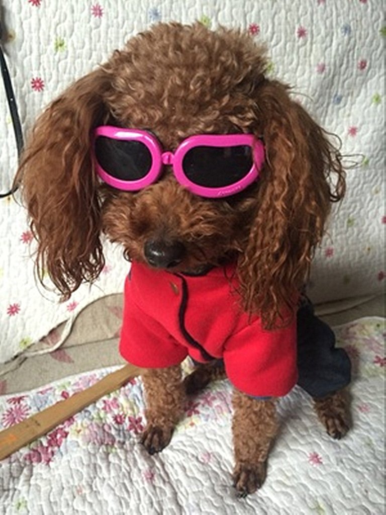 Enjoying Dog Goggles
