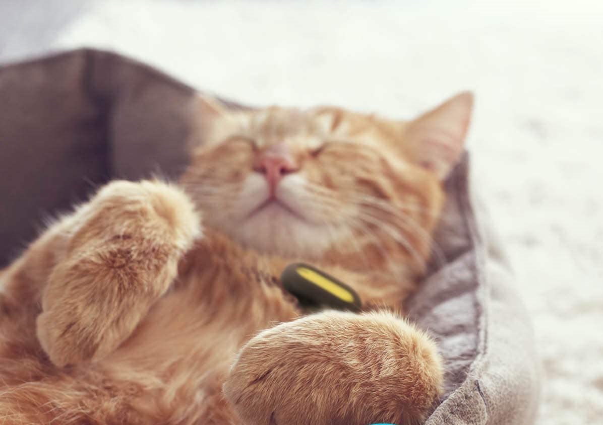 Petble Pet Smart Tag Activity Tracker Review