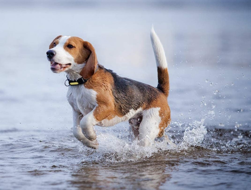 Petble Pet Smart Tag Activity Tracker Review