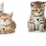 Cat Tailer Tracker Review