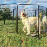 Best Portable Dog Fence