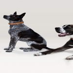 Link Akc Smart Gps Tracker Dog Collar Review