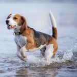 Petble Pet Smart Tag Activity Tracker Review
