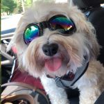 Best Dog Goggles