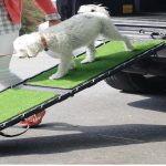 Best Dog Ramp for Car (Truck)