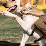 Best Dog Hiking Backpack