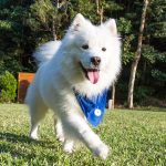 Dott Smart Dog Tag Review