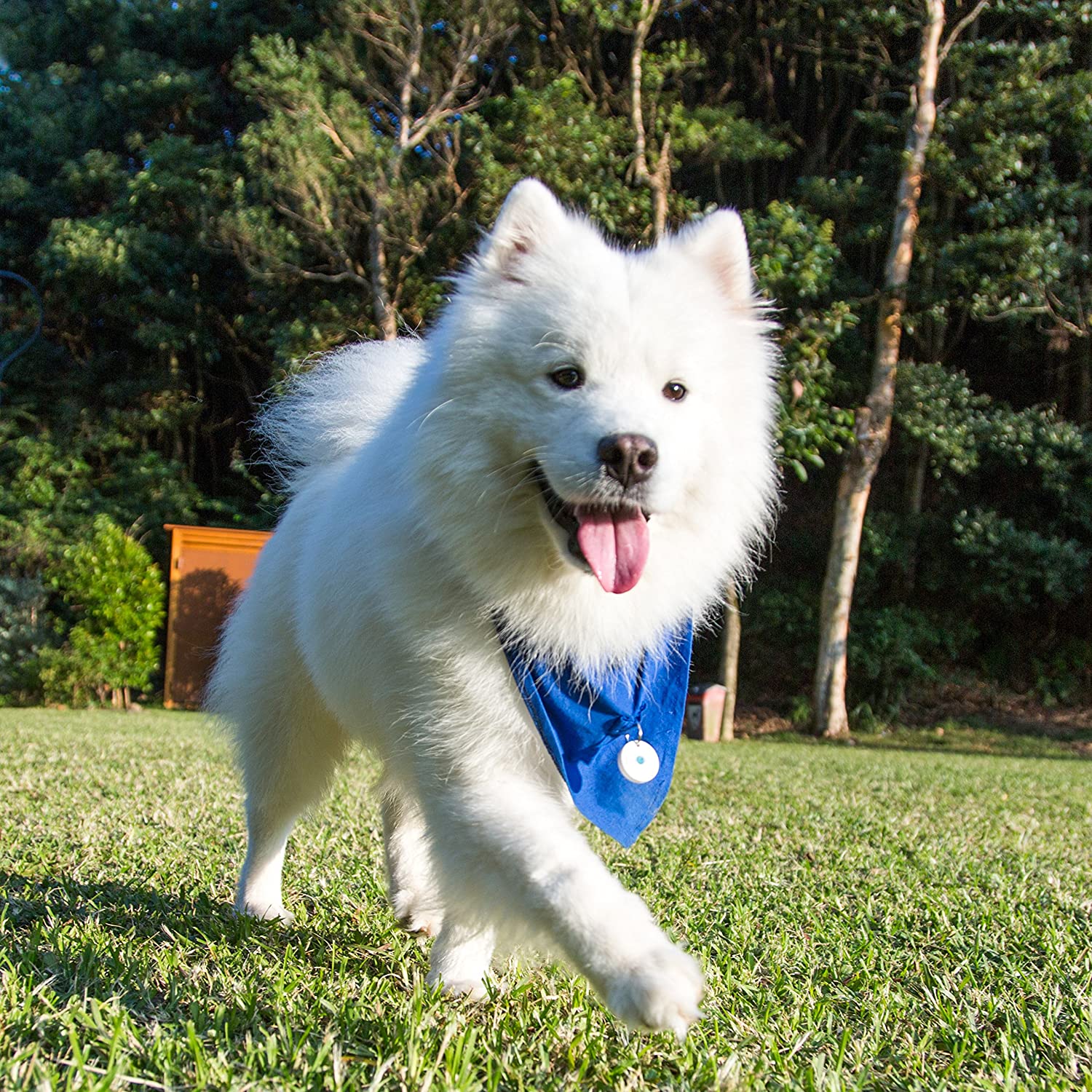 Dott Smart Dog Tag Review
