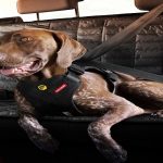 Best Dog Car Harness