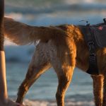Best Tactical Dog Harness