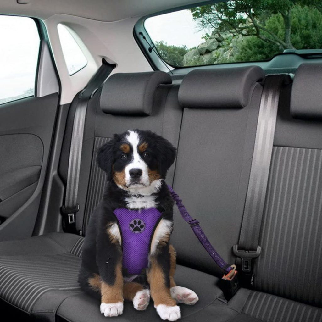 Best Dog Car Harness [2024] Top Dog Safety Restraints for Cars & Trucks