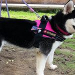 Best Service Dog Harness