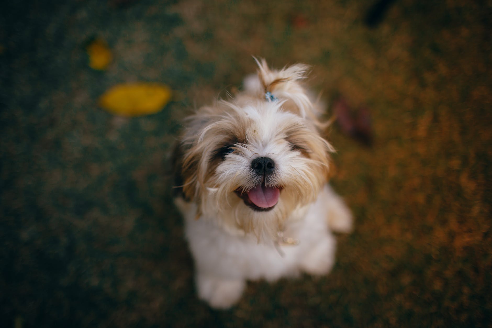 Best Heartworm Prevention for Dogs-2 Best Heartworm Prevention for Dogs