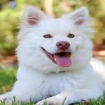Best Heartworm Prevention for Dogs