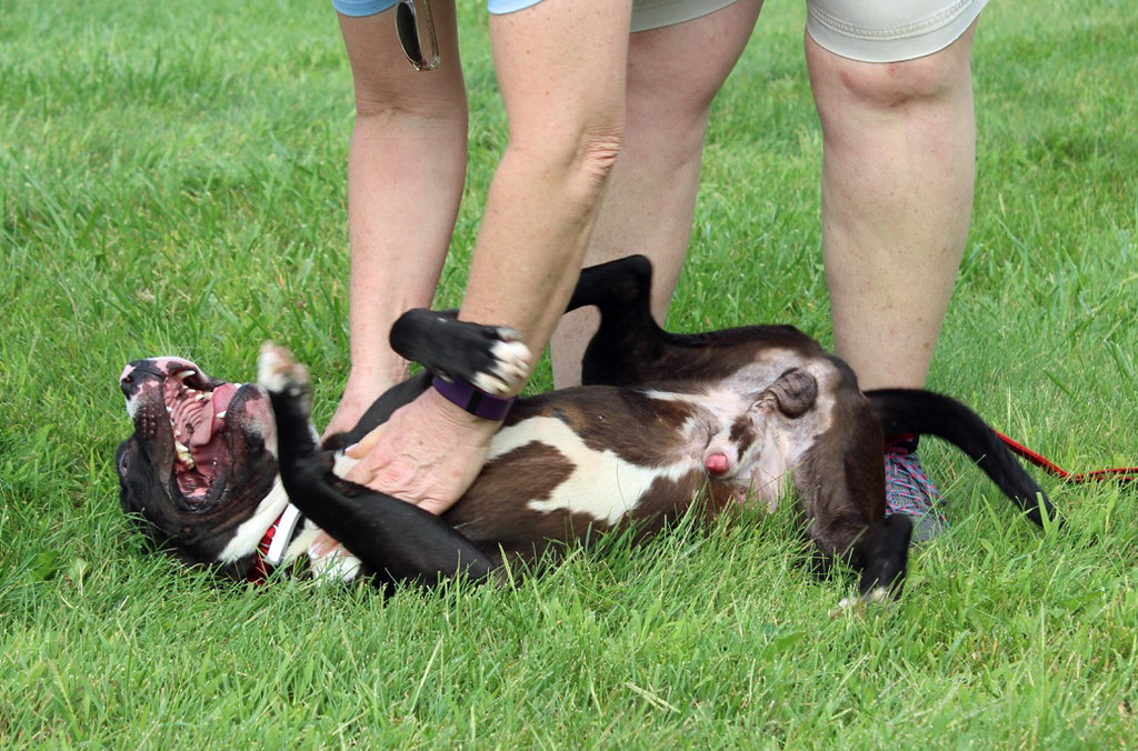 Eusoh Pet Insurance Alternative Review-2 Eusoh Pet Insurance Alternative Review