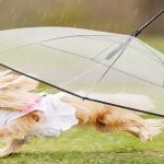 Best Dog Leash Umbrella Review