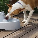 Best Outdoor Dog Bowl