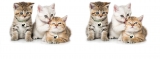 Cat Tailer Tracker