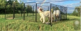 Best Portable Dog Fence